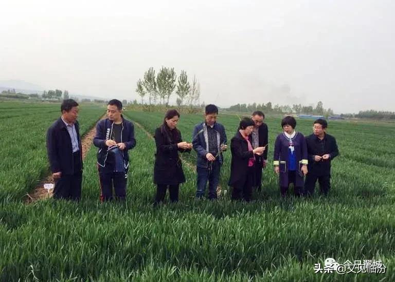 河南安阳冰雹致小麦颗粒无收？假的！真相究竟如何？