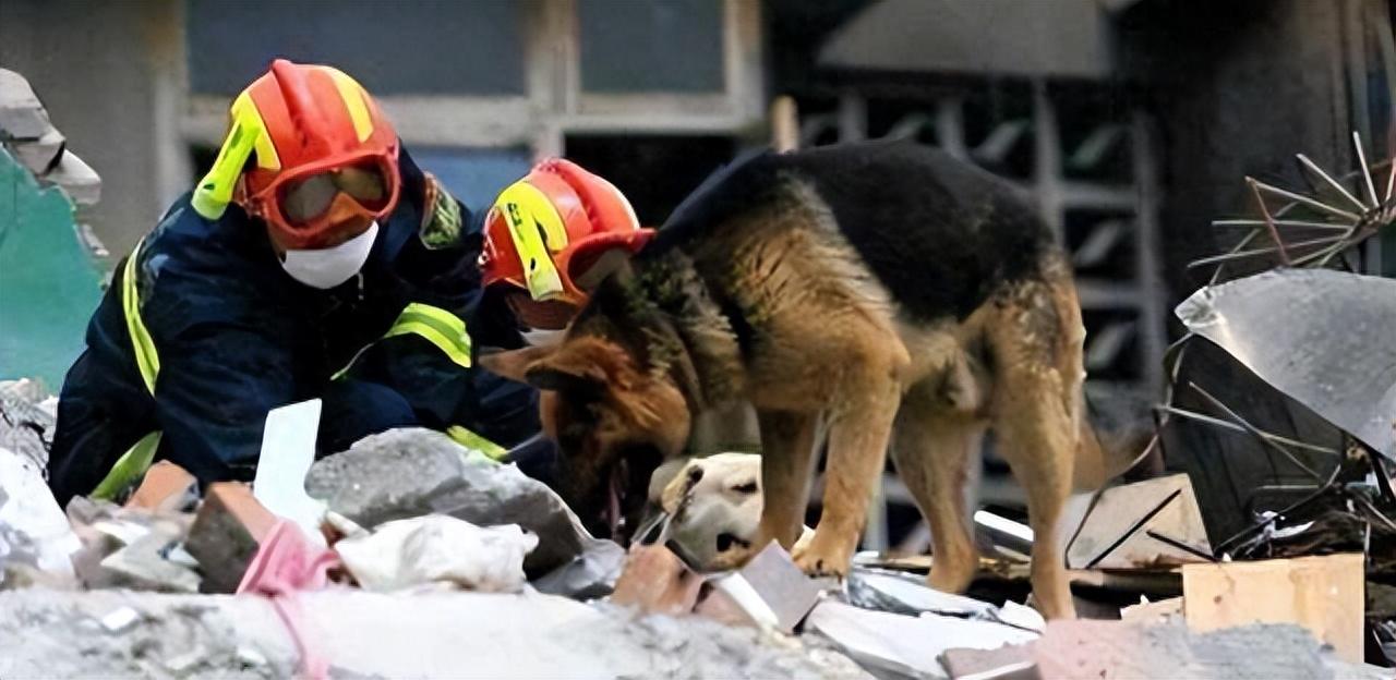 汶川地震67只搜救犬已全部离世：英雄落幕，感动永存