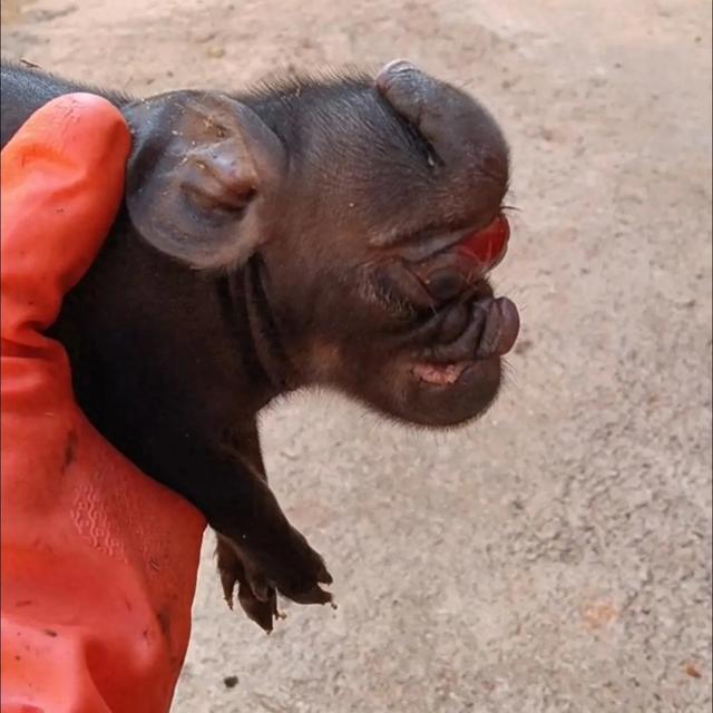 云南一母猪诞下猪仔像大象