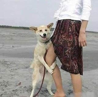 女童被狗扑咬受伤