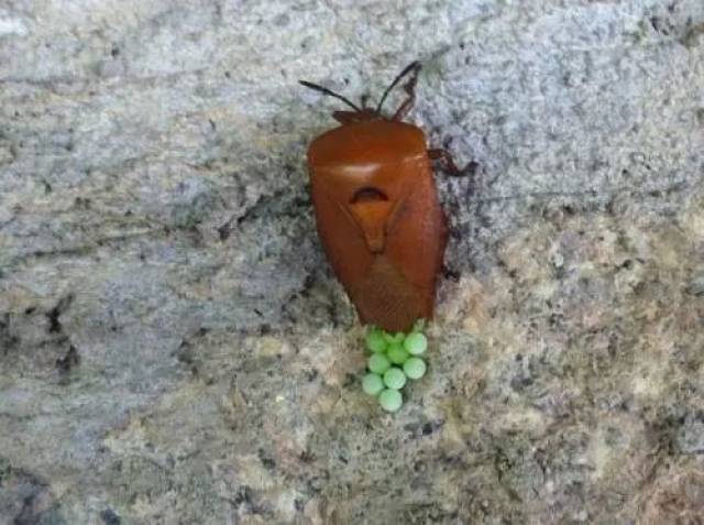 武功山有大量臭屁虫