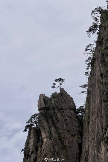 黄山青松搭子请就位：探索自然奇观的终极指南