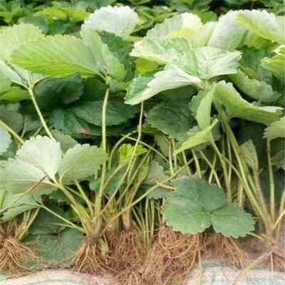 美政府削减援助致6万吨食物面临腐烂