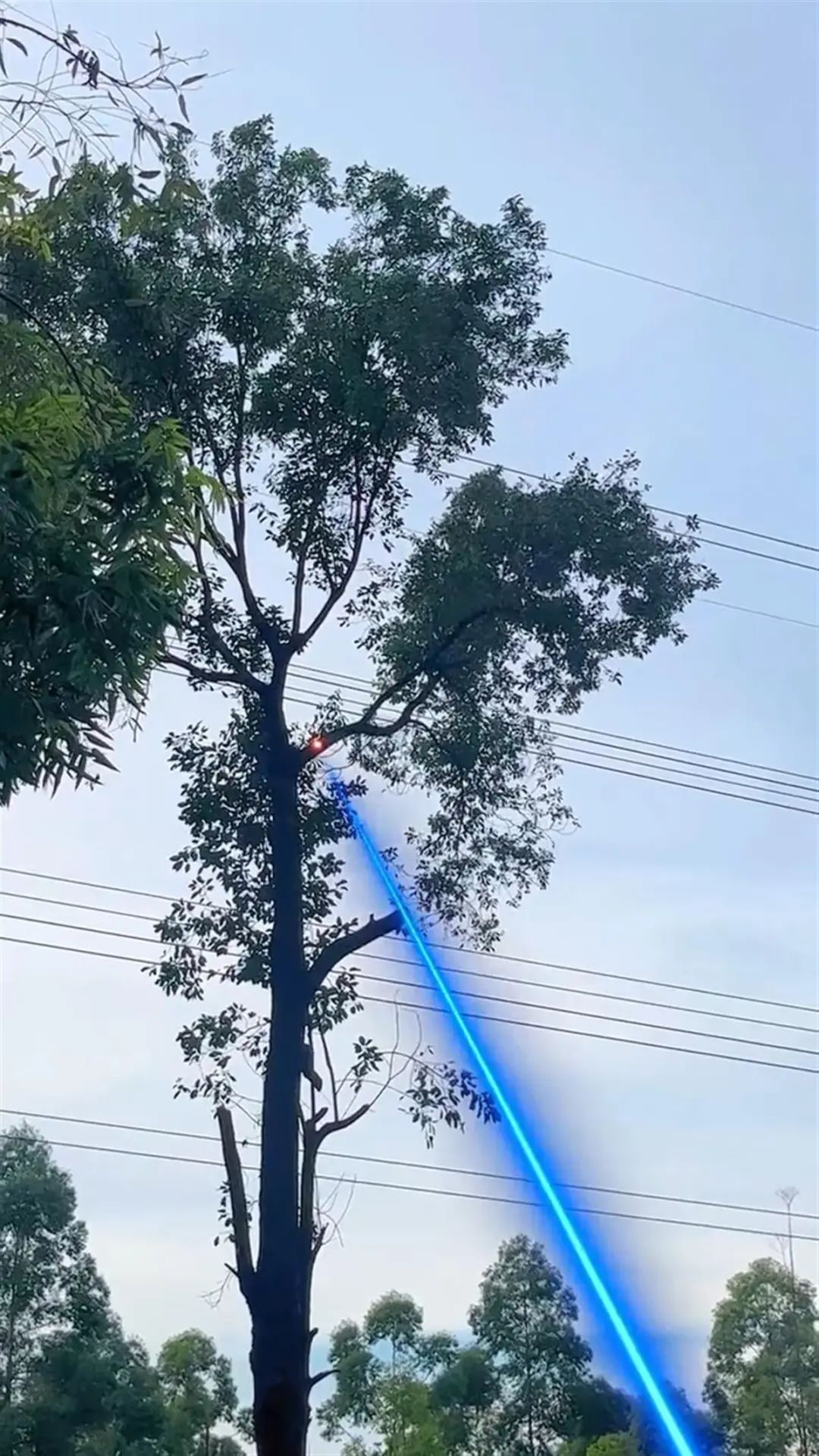 广东一公司用激光清障仪修剪树木