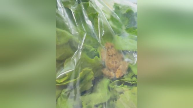 盒马生菜袋有活青蛙
