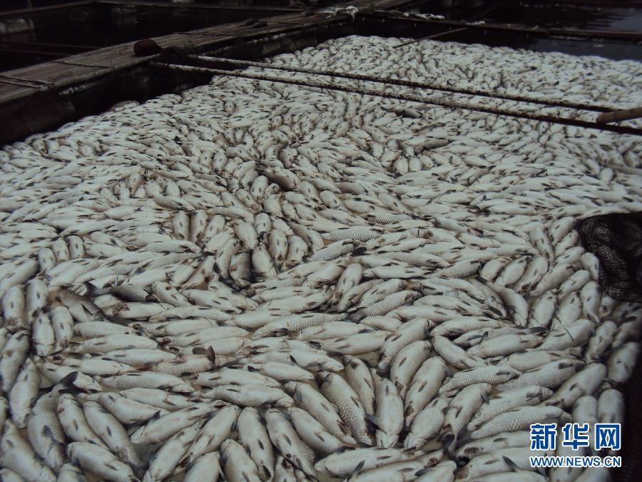 湖南一河现大量死鱼