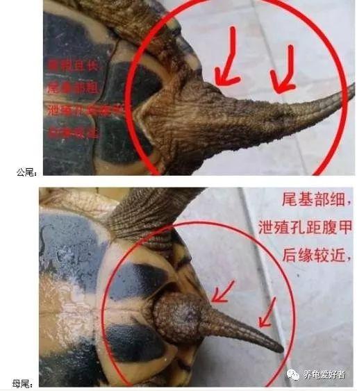 巴西女子砍下丈夫生殖器煮汤