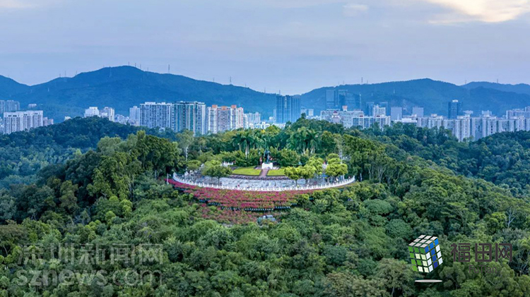 深圳莲花山公园再次出现眼镜蛇